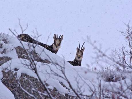 Vertige sauvage - Baptiste Rochedy