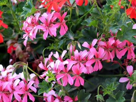 Vente de fleurs et plantons