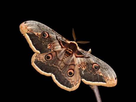 Le monde mystérieux des insectes nocturnes