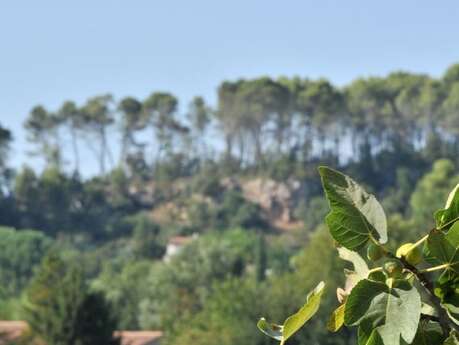 Journée d'initiation à la taille "en vert" du figuier blanc de Salernes.
