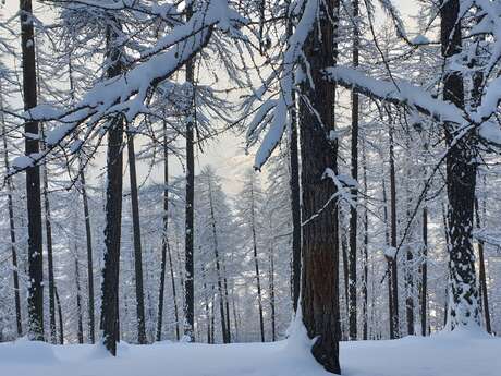Balade contée en raquettes - Traces douces