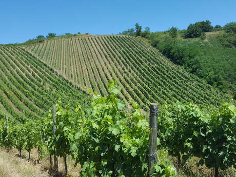 Winzer Gilles Bonnefoy- Domaine de La Madone