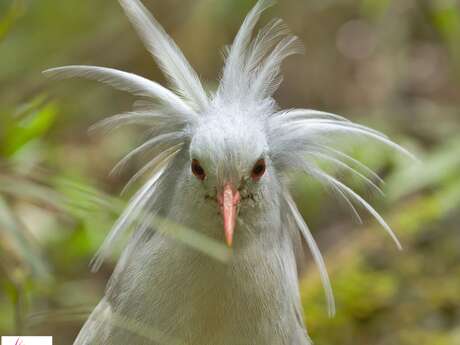 Visite guidée des cagous (nocturne)