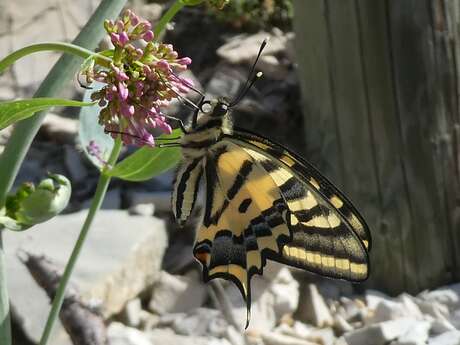 Randonnée naturaliste sur le Plateau de Calern