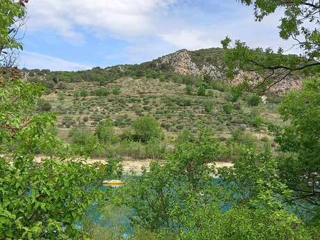 Remarkable view of the olive grove at Bauduen