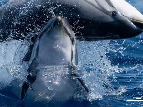 Croisière : Dauphins au départ de Porquerolles | La Croix du Sud V