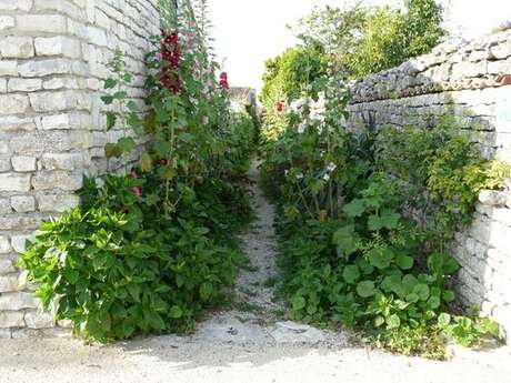 Botanical outing: "Wild plants in alleyways".