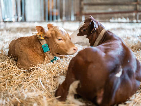 Visit and workshop to create your own butter