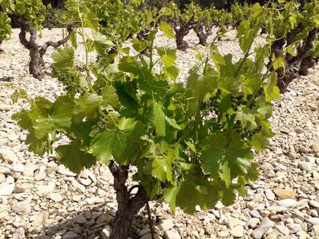 Découverte du sentier vigneron - Domaine Dames de Lune