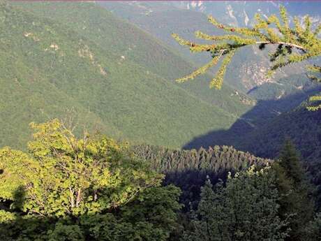 Forêts de l'Avenquet et de Bouissiéra