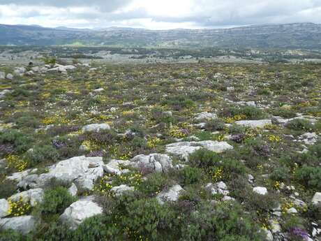 Sortie entomologique sur le Plateau de Caussols