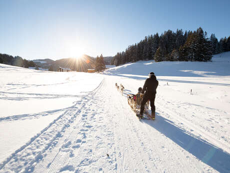 Introduction to mushing & sledding experience