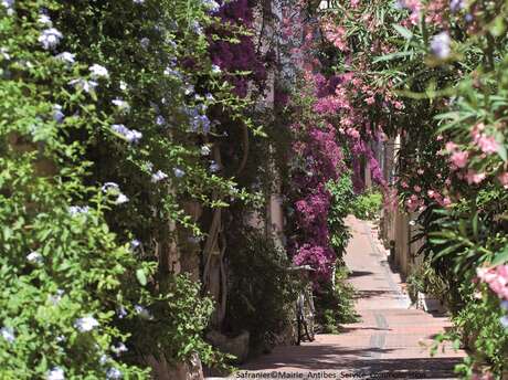 Commune libre du Safranier