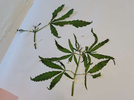 Atelier découverte florale et herbier