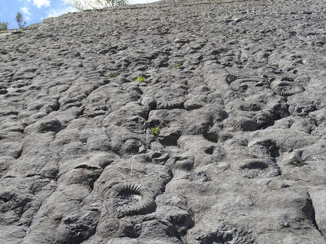 La dalle aux ammonites