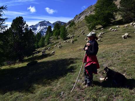 Sortie Parc - Être berger aujourd'hui
