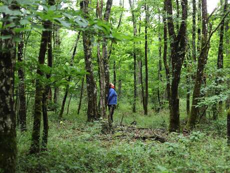 Bain de forêt