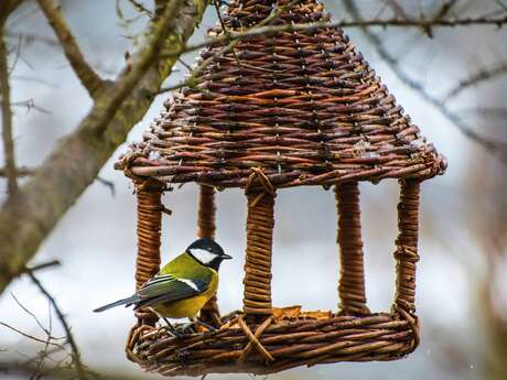 Atelier Vannerie sauvage : réalisez votre mangeoire pour oiseaux
