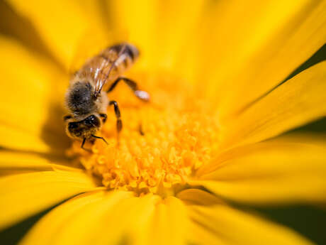 Atelier créatif : butine petite abeille