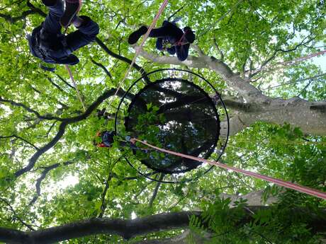 Hêtre en Forez - grimpe d'arbres