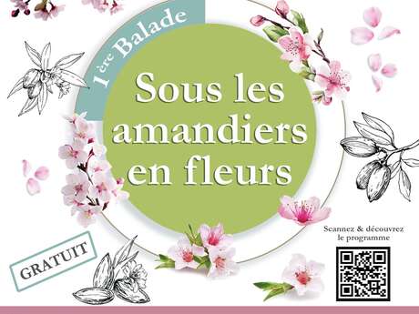 1re Balade sous les amandiers en fleurs