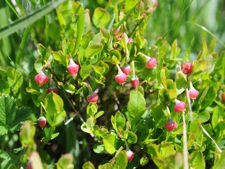 Atelier scientifique : Floraison d'altitude