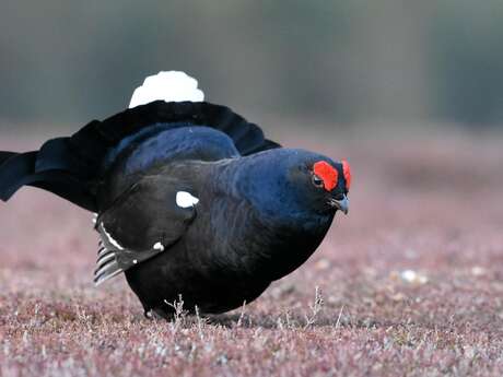 A l'écoute du tétras-lyre