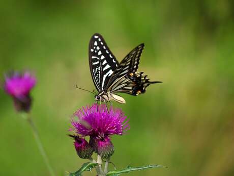 Nature Sens & Liens