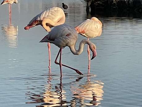 Une journée à votre guise - Journée Camargue