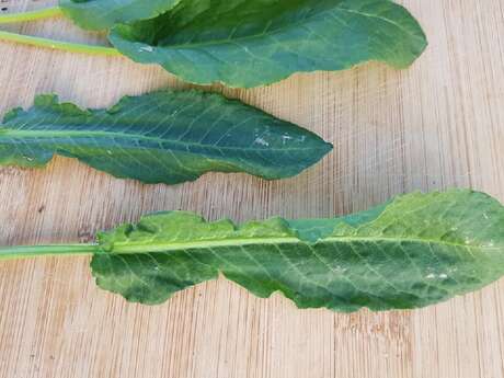 Atelier autour des plantes comestibles