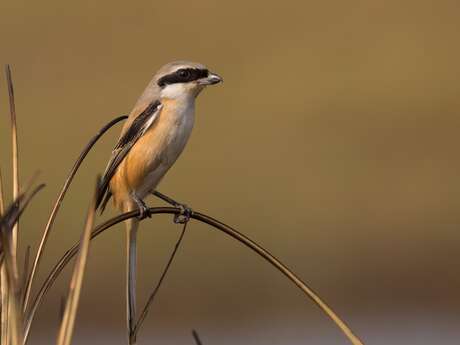 À la recherche de la Pie-grièche écorcheur