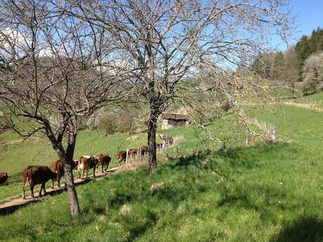 Visite et goûter à la Ferme de la Grangette