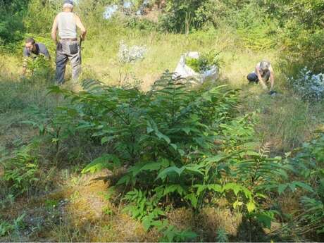 Community work project: removing ailanthus trees – Outing with the eco-guards