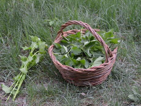 Ateliers cueillette avec Anne Merry