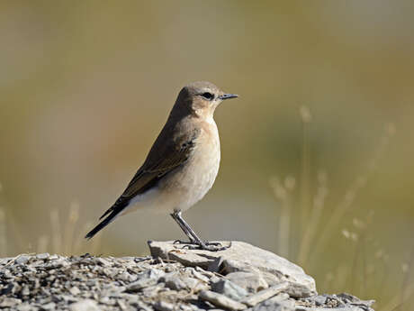 Les oiseaux de l'Authion, d'alpages en forêt