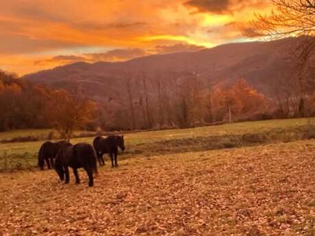 Evening Rides with the Mérens Horses
