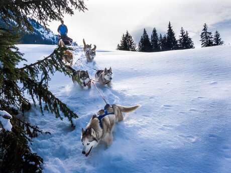 Conduite d'un attelage de chiens de traîneaux - Évasion Nordique 74