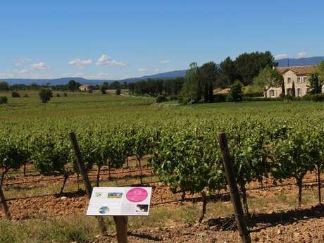 Sentier vigneron de Château Paradis