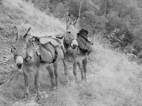 Randonnée facile avec des ânes : traversée 4 jours La Féclaz - Le Mariet