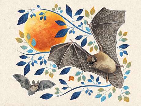 Sortie naturaliste "La nuit de la chauve-souris"
