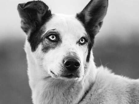 Cani Kart – Chiens de traineaux