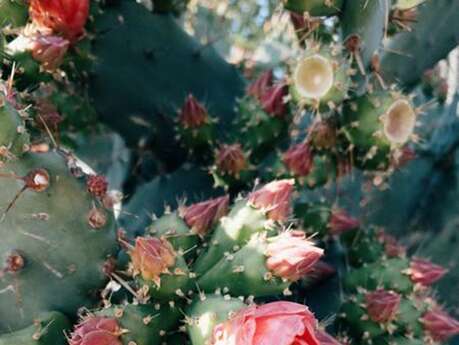 Conférence au Val Rahmeh : "Comment les plantes inspirent les innovations de demain?"