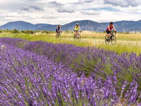 Cyclo n°7 - Route des lavandes au Verdon