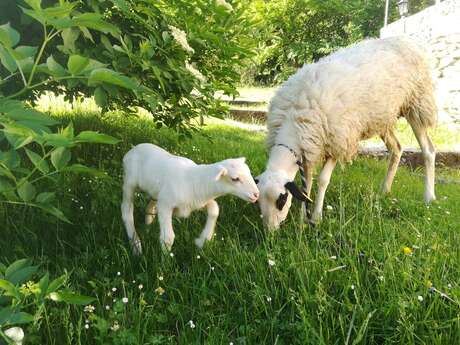 Ferme de Lacassagne