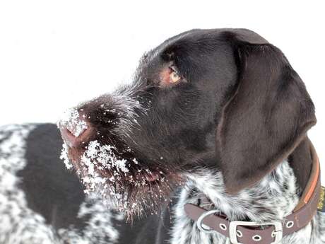 Cani-ski au domaine nordique de Villard Saint Pancrace