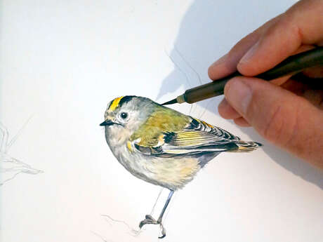 LE CHÂTEAU INVITE : Jessica Cognard - Dessine-moi un animal sauvage