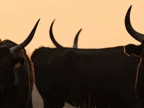 à la rencontre des Cocardiers de Méjanes