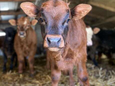 La Ferme du Mercantour