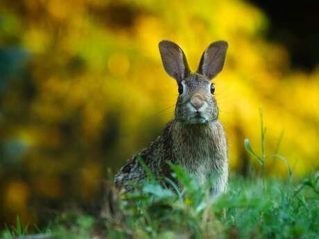 Mystères et croyances sur les animaux de la forêt