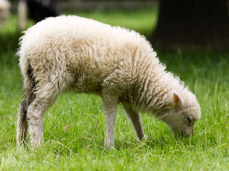 À la découverte de l'Agneau de Sisteron